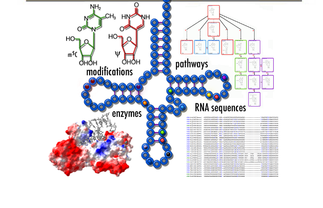 RNA Modifications | CityU-Bioinformatics